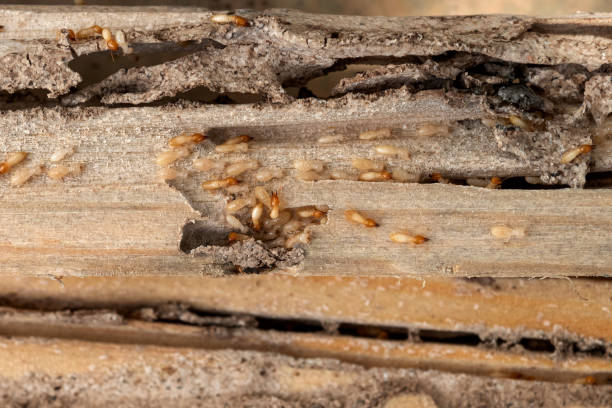 Best Residential Pest Control  in Wyoming, MN
